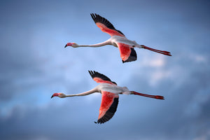 framedcanvas-print-greater-flamingos-x