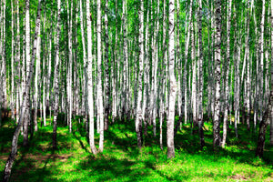 modern-3-piece-aluminium-print-summerly-birch-forest