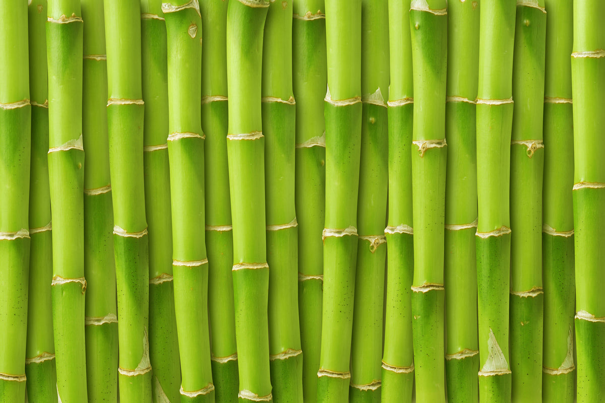 framedposter-print-bamboo-wall