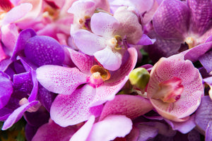 framedposter-print-orchid-paradise