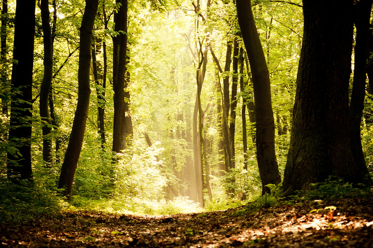 modern-3-piece-acrylic-print-sunrise-in-the-forest