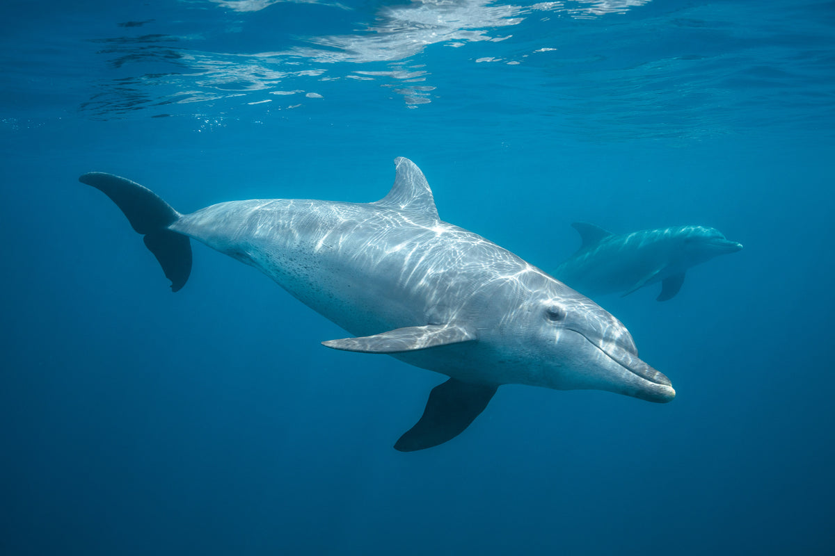 modern-3-piece-aluminium-print-curious-dolphin