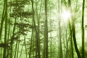 modern-3-piece-acrylic-print-nibelungen-forest