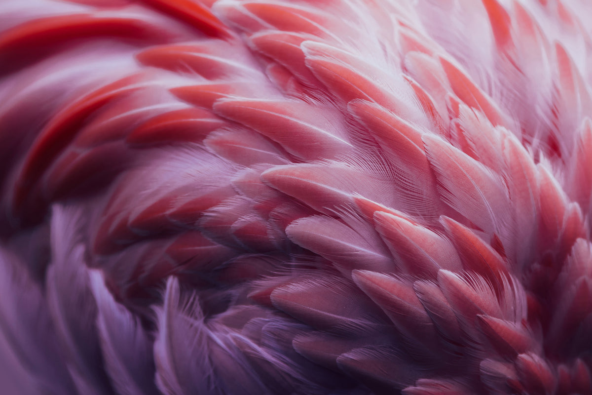 acrylic-print-flamingo-xqw