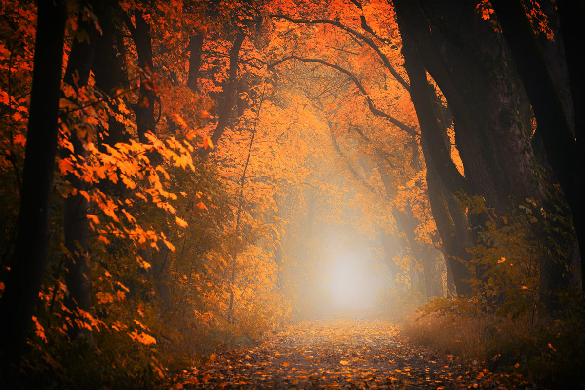3-piece-acrylic-print-autumn-light-in-the-forest