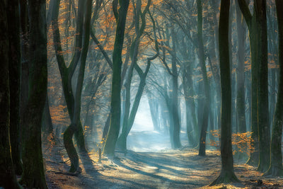 poster-print-cold-light-x