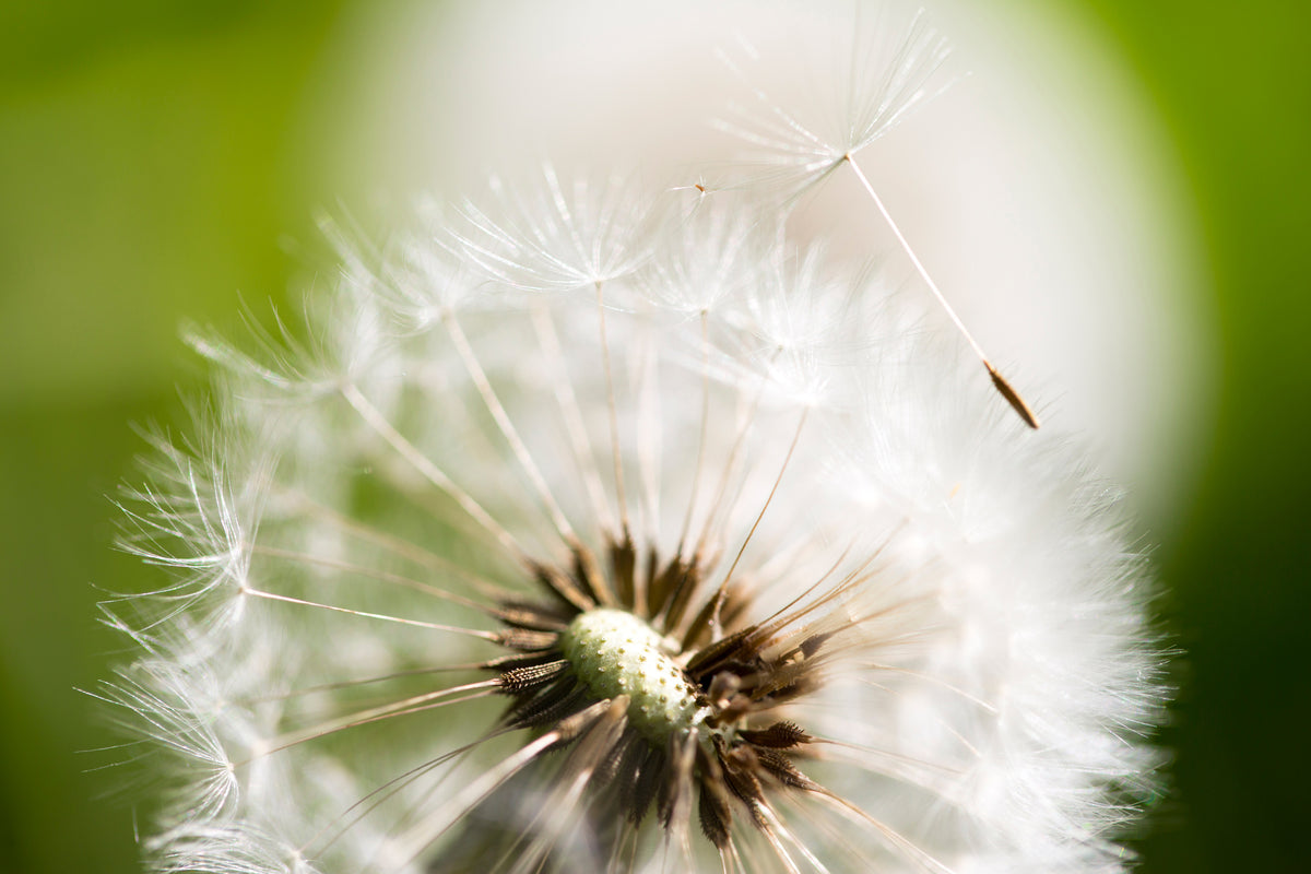 canvas-print-blowball-dandelion