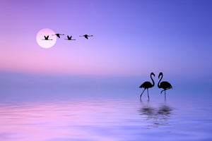 framedcanvas-print-flying-flamingo-x