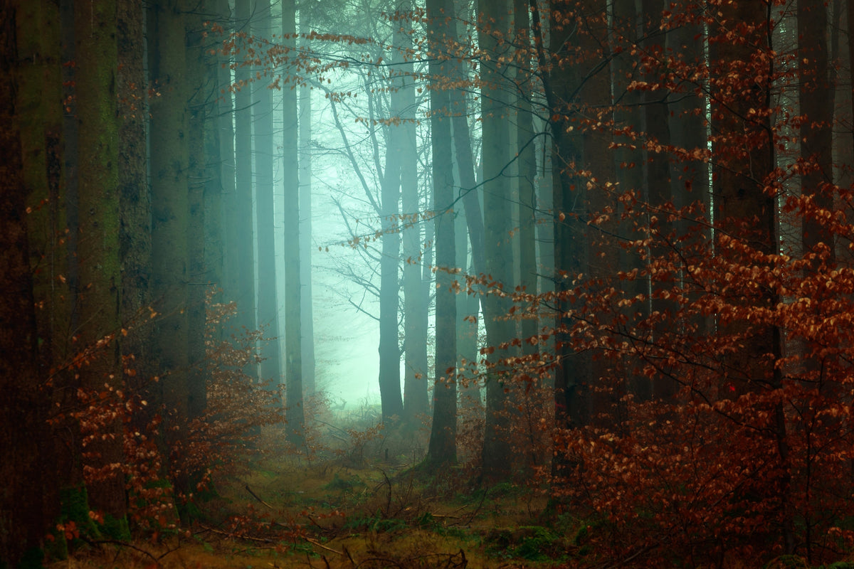 aluminium-print-mood-in-the-forest