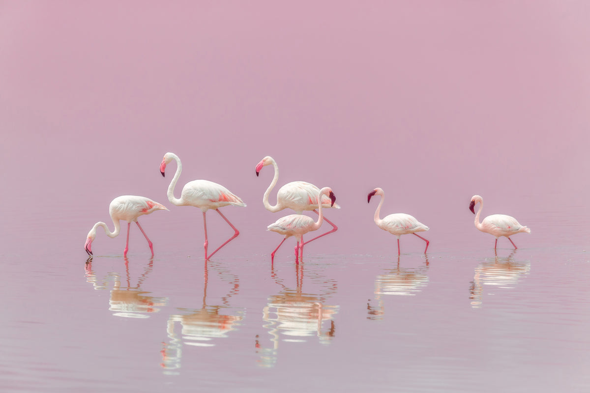 aluminium-print-flamingos-xyo