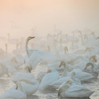 canvas-print-song-of-the-morning-light