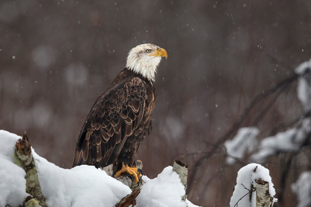 acrylic-print-proud-but-cold-x