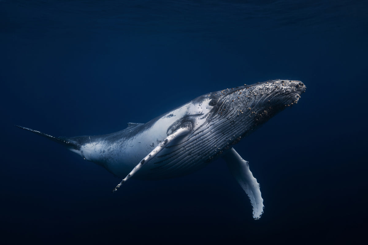 framedposter-print-humpback-whale-in-blue-x