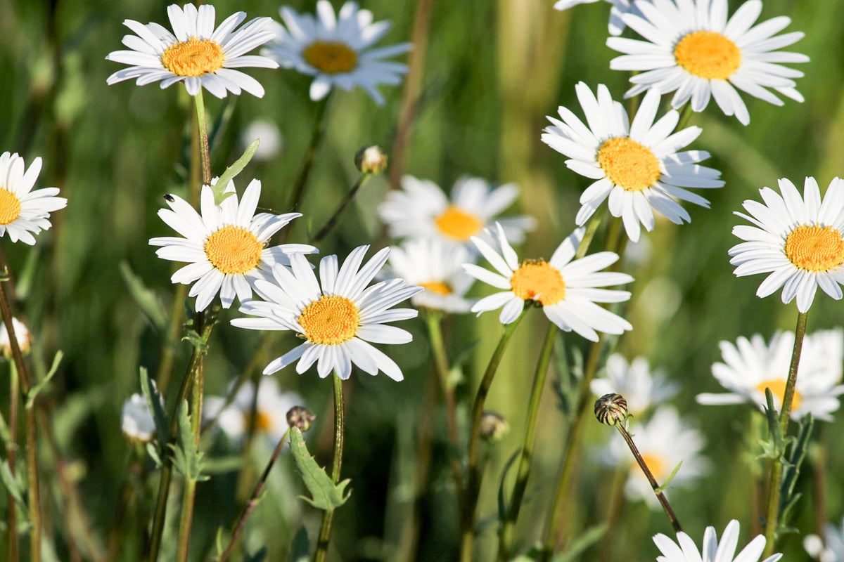 3-piece-acrylic-print-xl-daisies