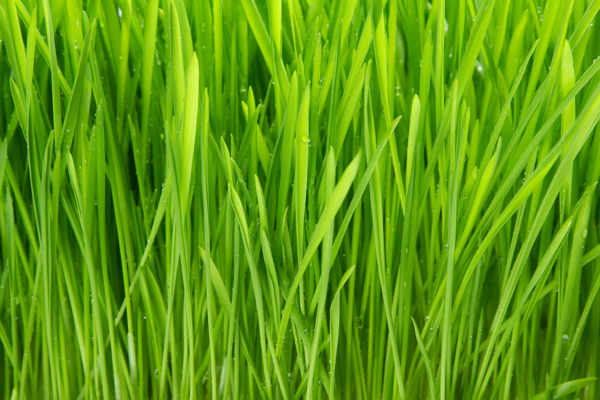 modern-3-piece-acrylic-print-grass-in-morning-dew