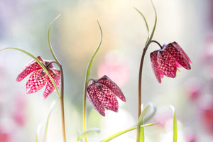 framedposter-print-snakes-head-fritillary-x