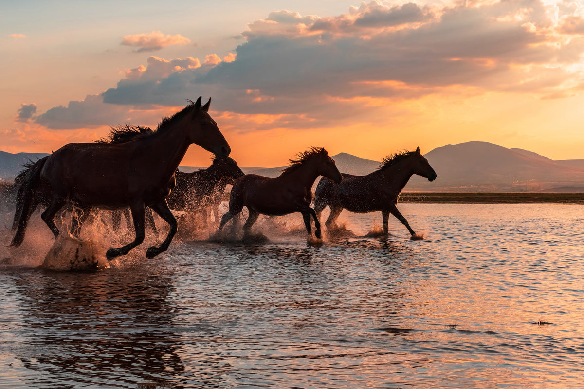 acrylic-print-water-horses-x