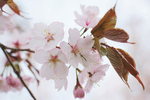 acrylic-print-lovely-japanese-cherry