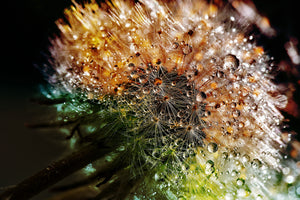 framedposter-print-dandelion-in-the-morning-dew