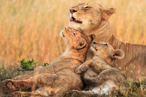 framedcanvas-print-mothers-love-x