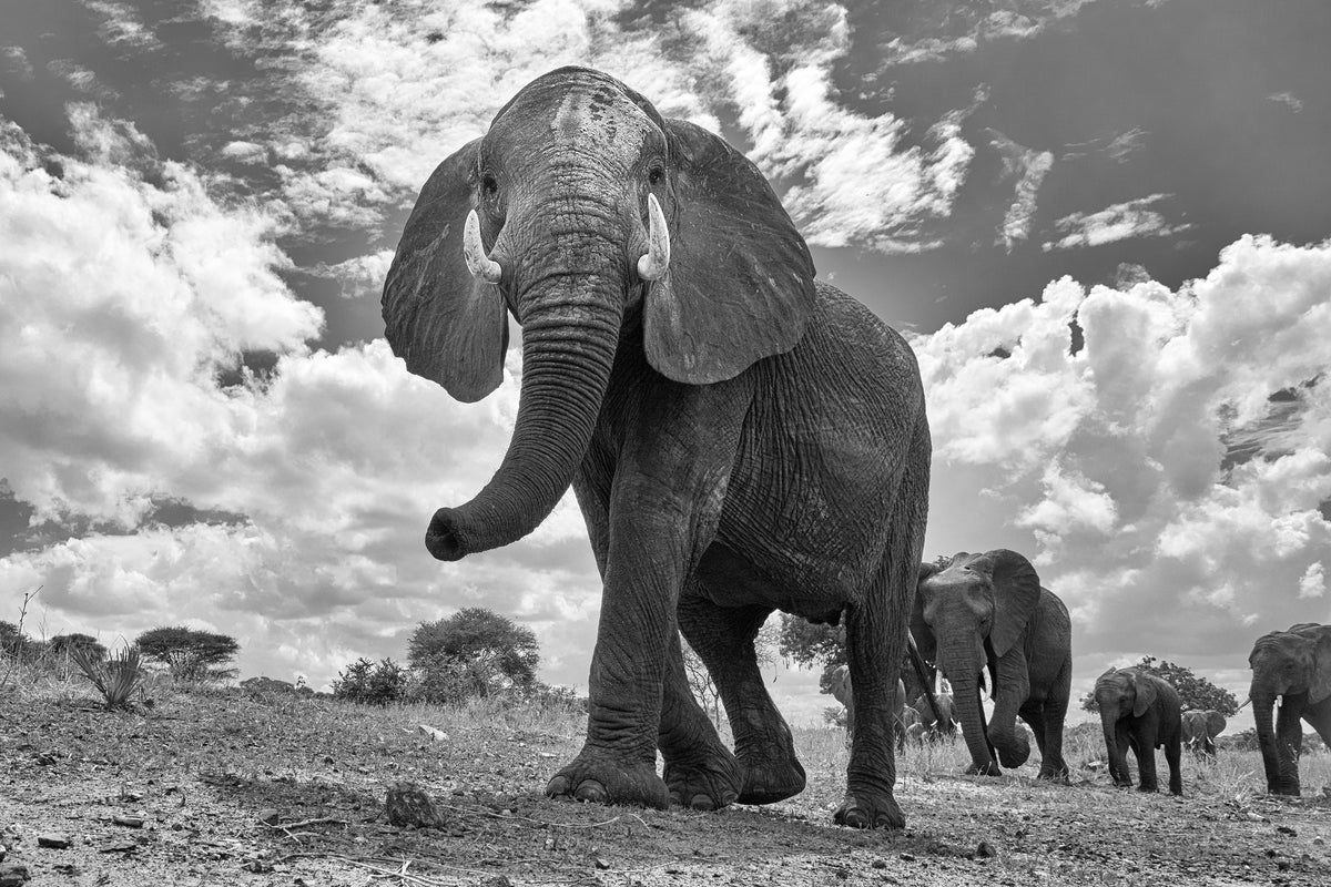 aluminium-print-matriarch-march-x