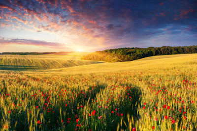 poster-print-a-flower-field-at-sunrise