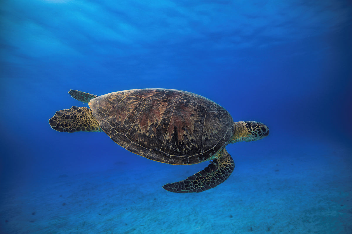 3-piece-canvas-print-green-turtle-in-the-blue