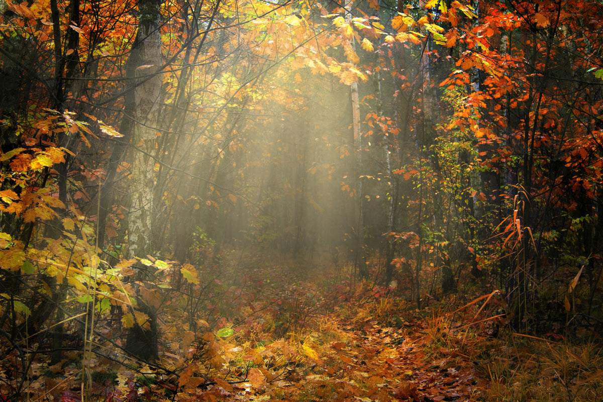 3-piece-acrylic-print-we-love-autumn