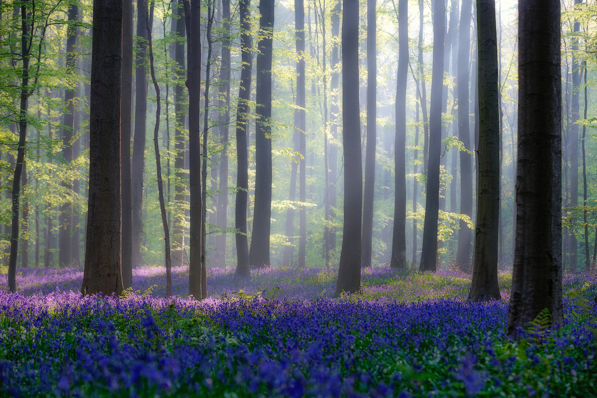 modern-3-piece-aluminium-print-bluebells