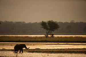 3-piece-acrylic-print-elephant-alone-in-the-steppe