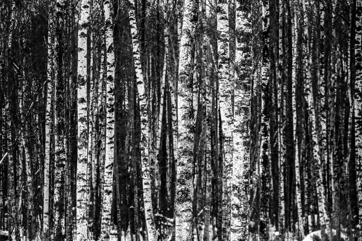 modern-3-piece-canvas-print-many-birches-xl