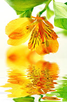 canvas-print-flowing-orchid-flower