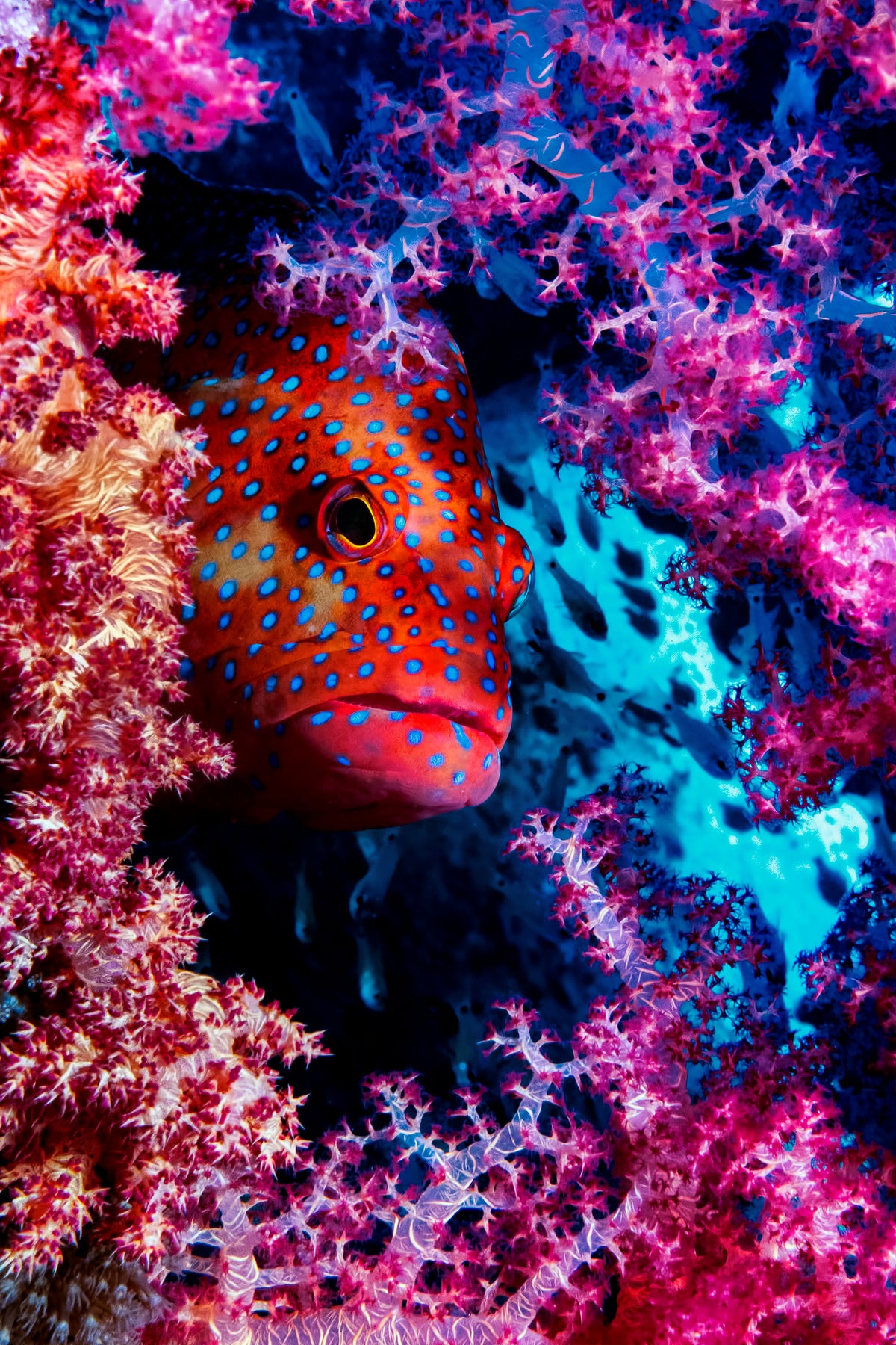 aluminium-print-coral-hind-x
