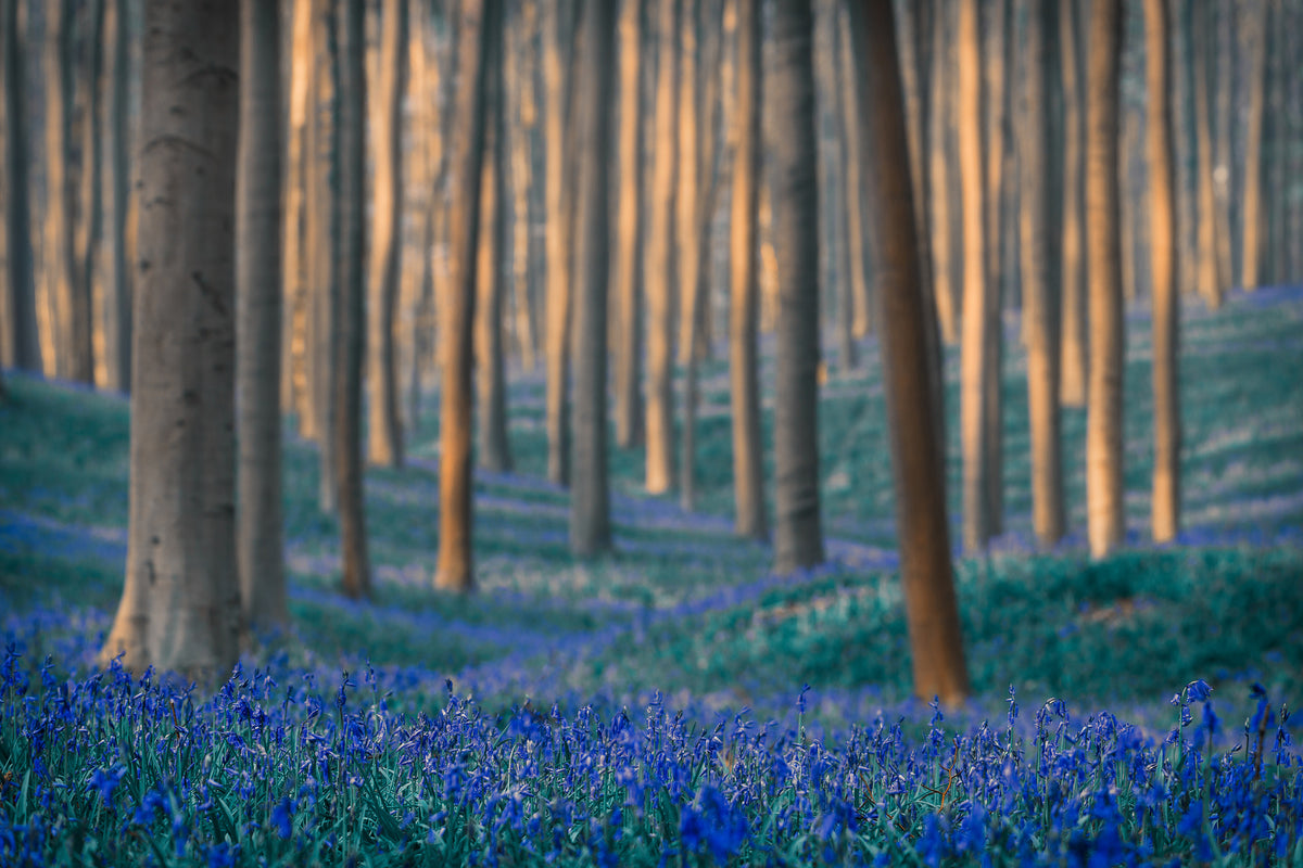 acrylic-print-dreams-are-made-of-these-x
