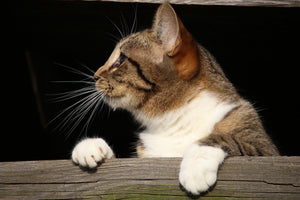 3-piece-canvas-print-xl-cat