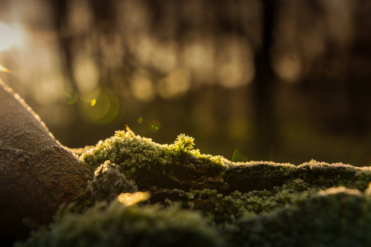 canvas-print-the-moss
