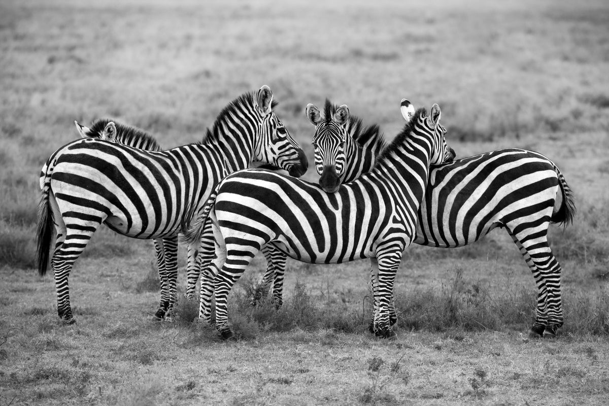 acrylic-print-stripes-xoh