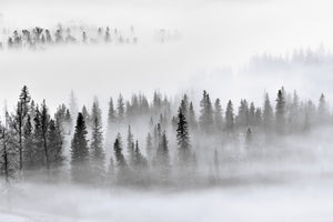 modern-3-piece-acrylic-print-foggy-forest