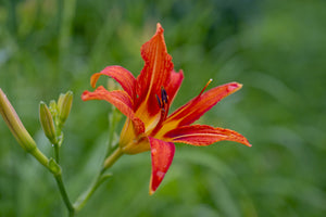 poster-print-lily-blossom-in-the-nature