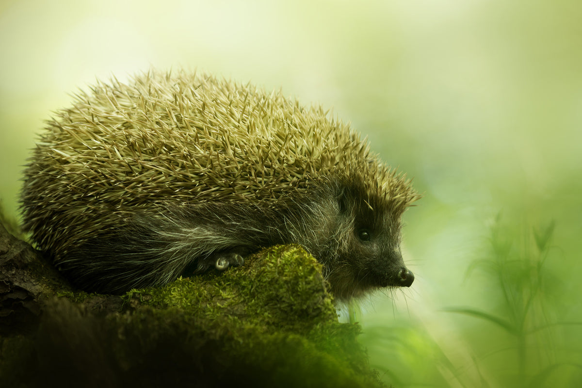 framedposter-print-hedgehog-x
