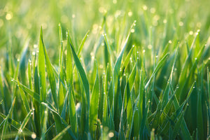modern-3-piece-canvas-print-grass-with-morning-dew-xl