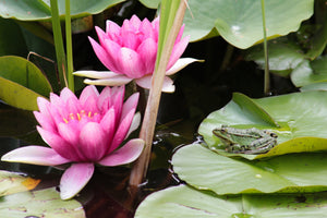 canvas-print-the-frog-in-the-protection-of-water-lilies