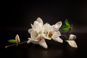 framedposter-print-magnolia