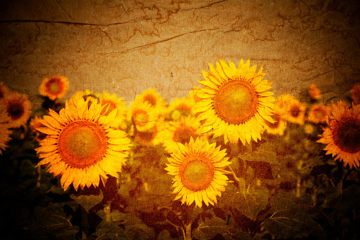 modern-3-piece-canvas-print-retro-sunflower