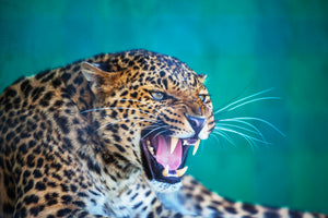 3-piece-aluminium-print-attention-leopard