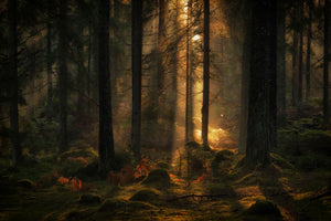 framedposter-print-the-light-in-the-forest-x