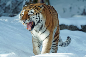 canvas-print-tiger-in-the-snow