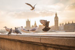 framedcanvas-print-the-pigeons-on-the-roof