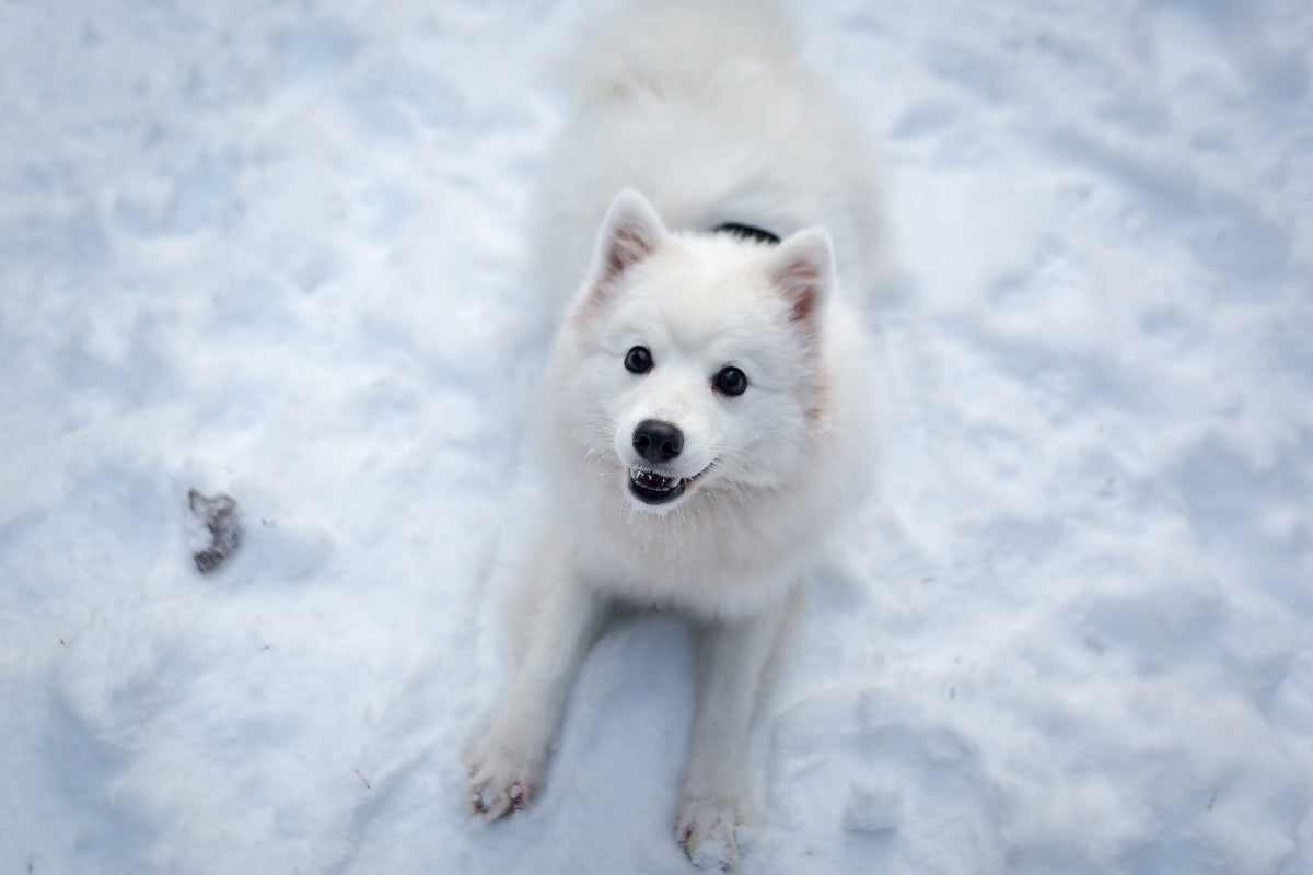 3-piece-acrylic-print-dogs-joy-in-the-snow