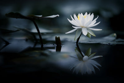 poster-print-reflection-xkq